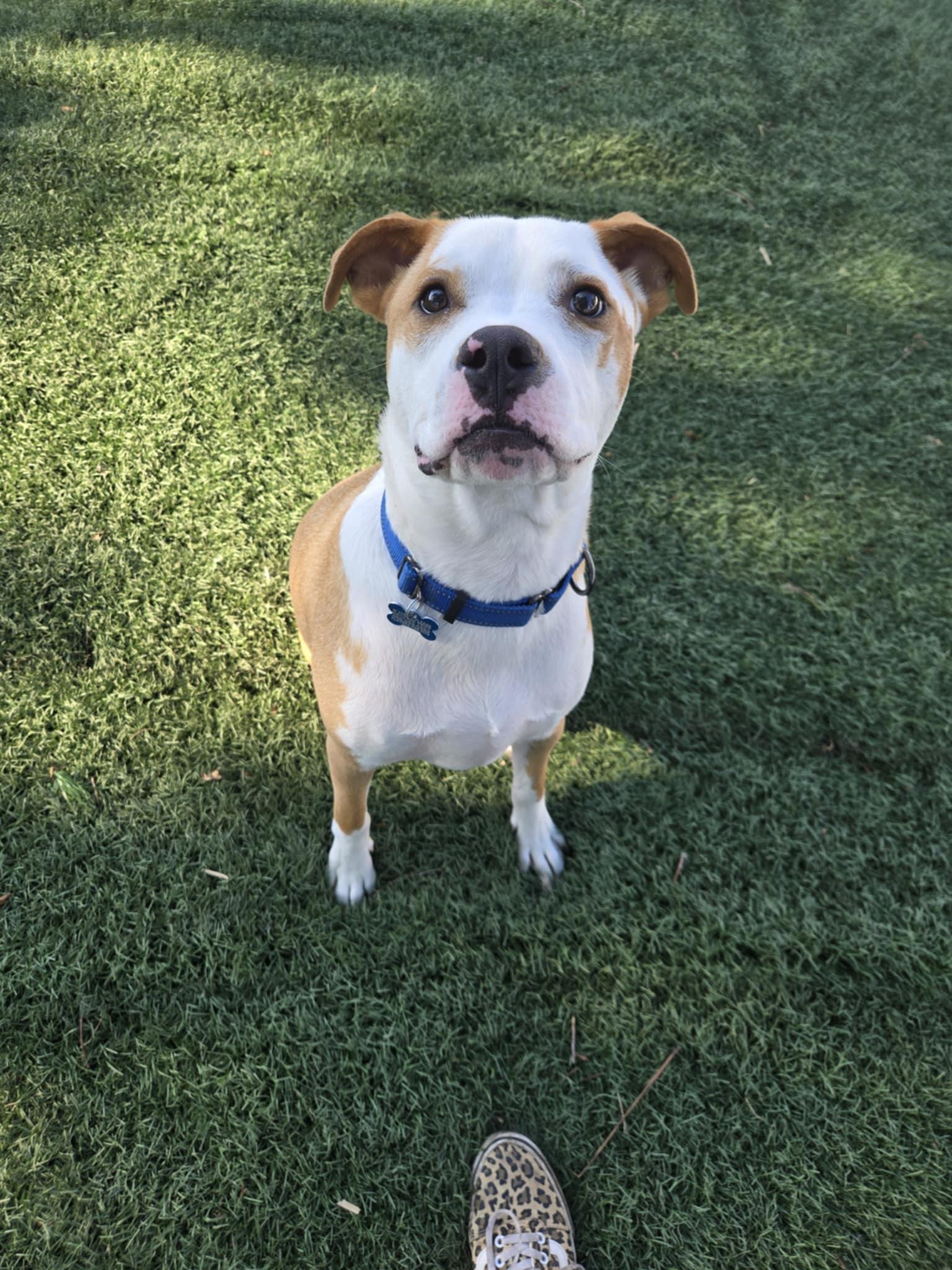 Glacier - Fee Waived!, Adoptable, Young Male Pit Bull Terrier & American Staffordshire Terrier.