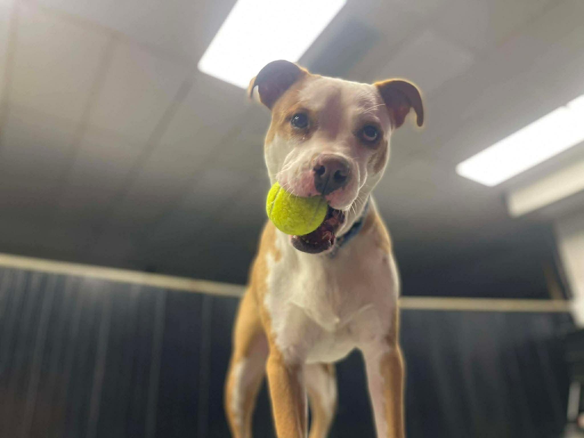 Glacier - Foster Needed! Fee Waived!, a Adoptable mixed breed in Warrenville, IL image 2/5