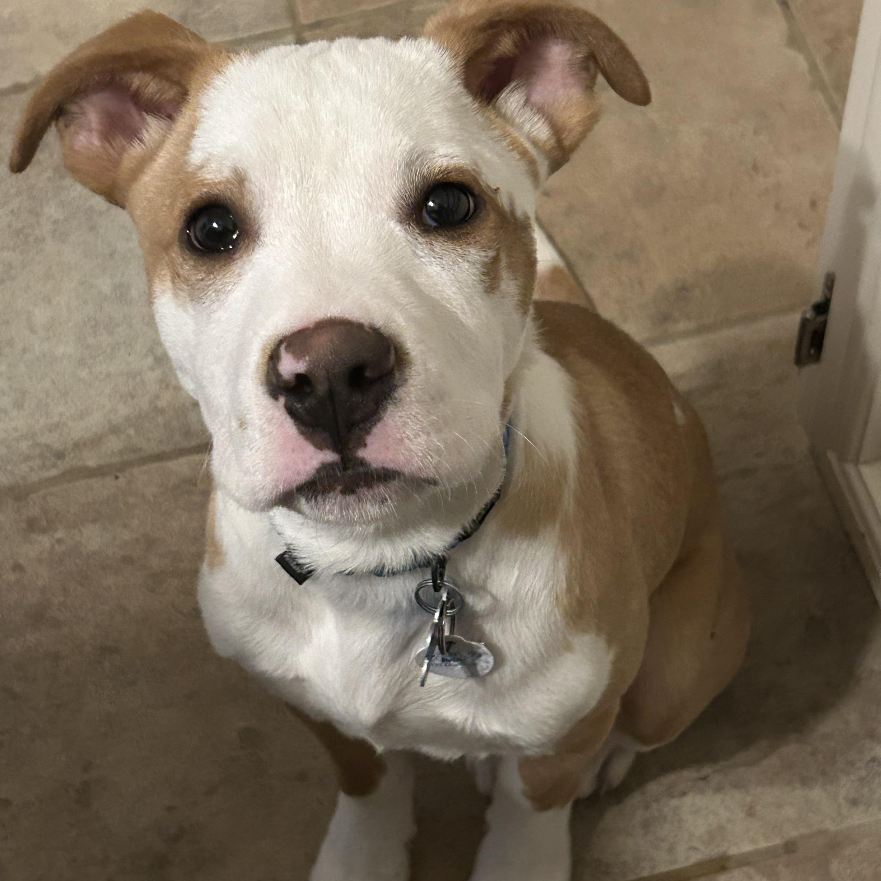 Enlarge Glacier - Fee Waived!, a Adoptable mixed breed in Warrenville, IL image 4/4