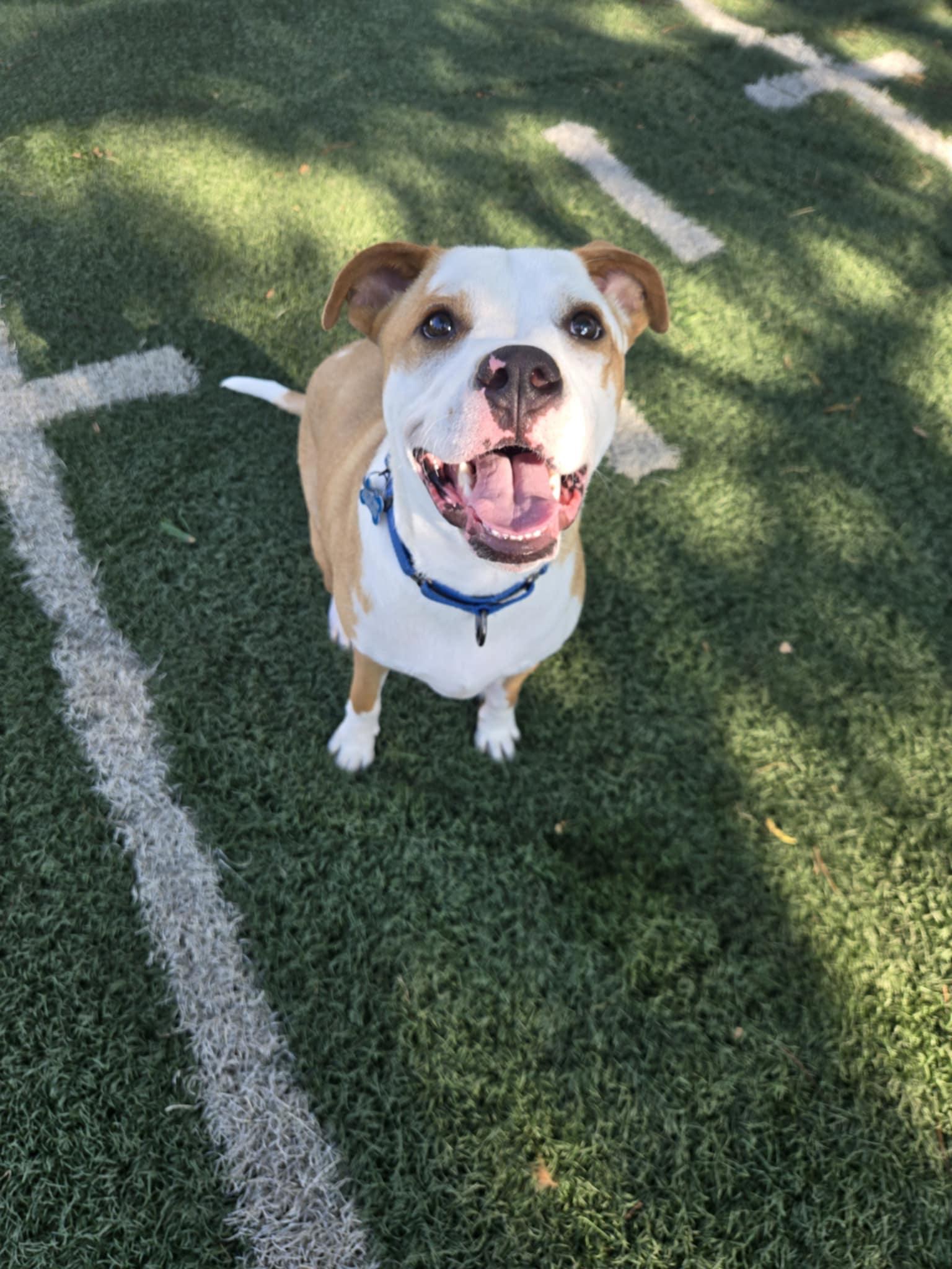 Enlarge Glacier - Fee Waived!, a Adoptable mixed breed in Warrenville, IL image 2/4