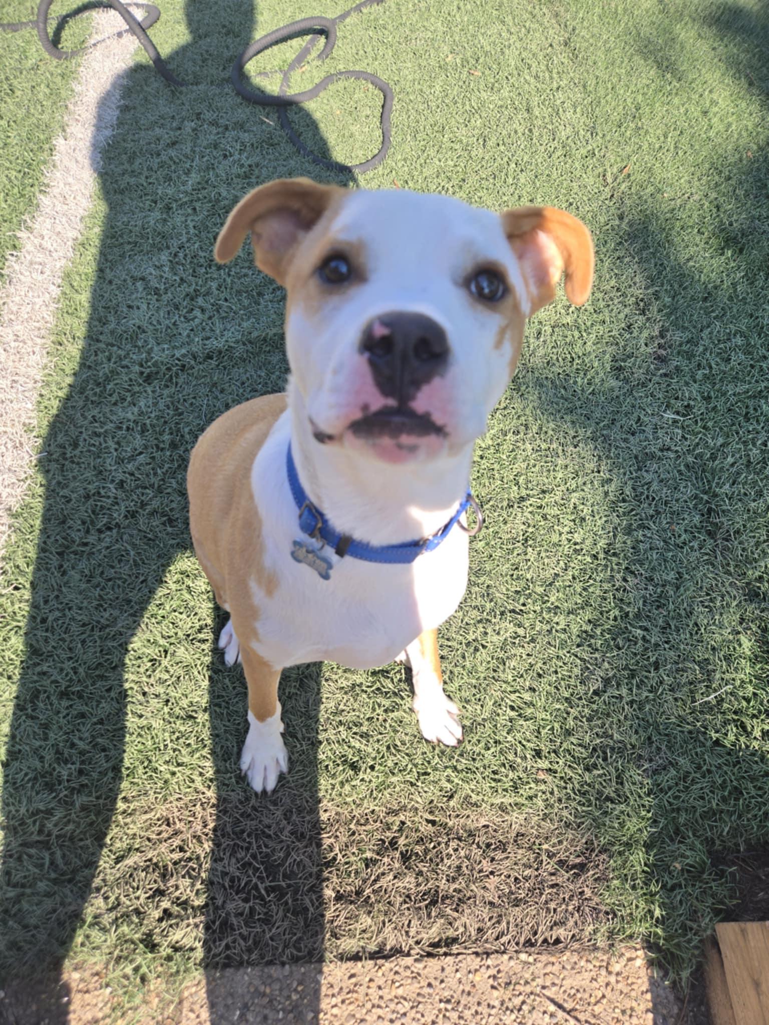 Enlarge Glacier - Fee Waived!, a Adoptable mixed breed in Warrenville, IL image 3/4