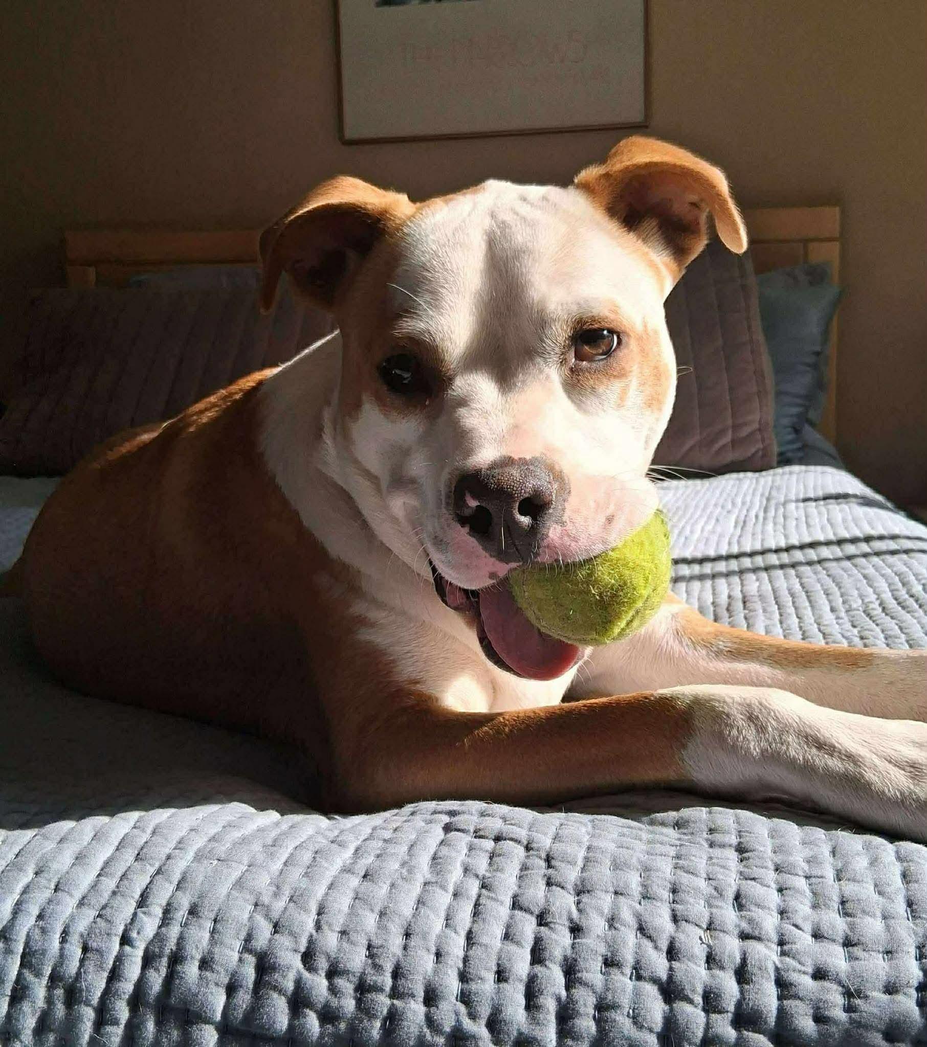 Glacier - Foster Needed! Fee Waived!, Adoptable, Young Male Pit Bull Terrier & American Staffordshire Terrier.