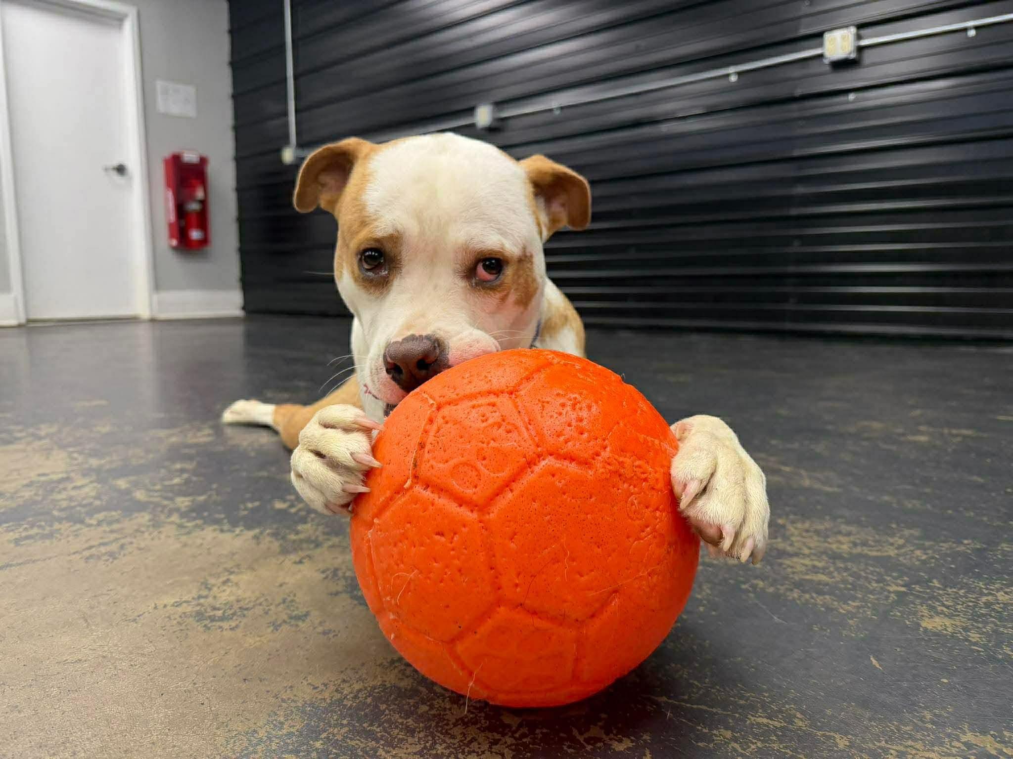 Glacier - Foster Needed! Fee Waived!, a Adoptable mixed breed in Warrenville, IL image 3/5