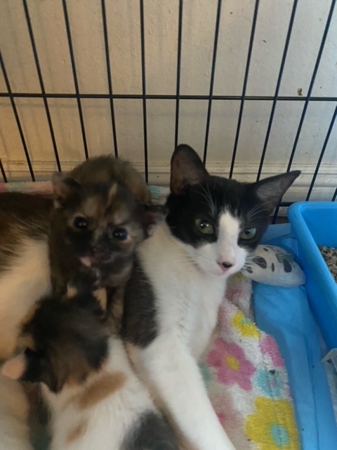 TIPPY photo 3