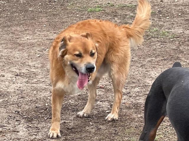 Biskit, a Adoptable mixed breed in Austin, TX image 5/5