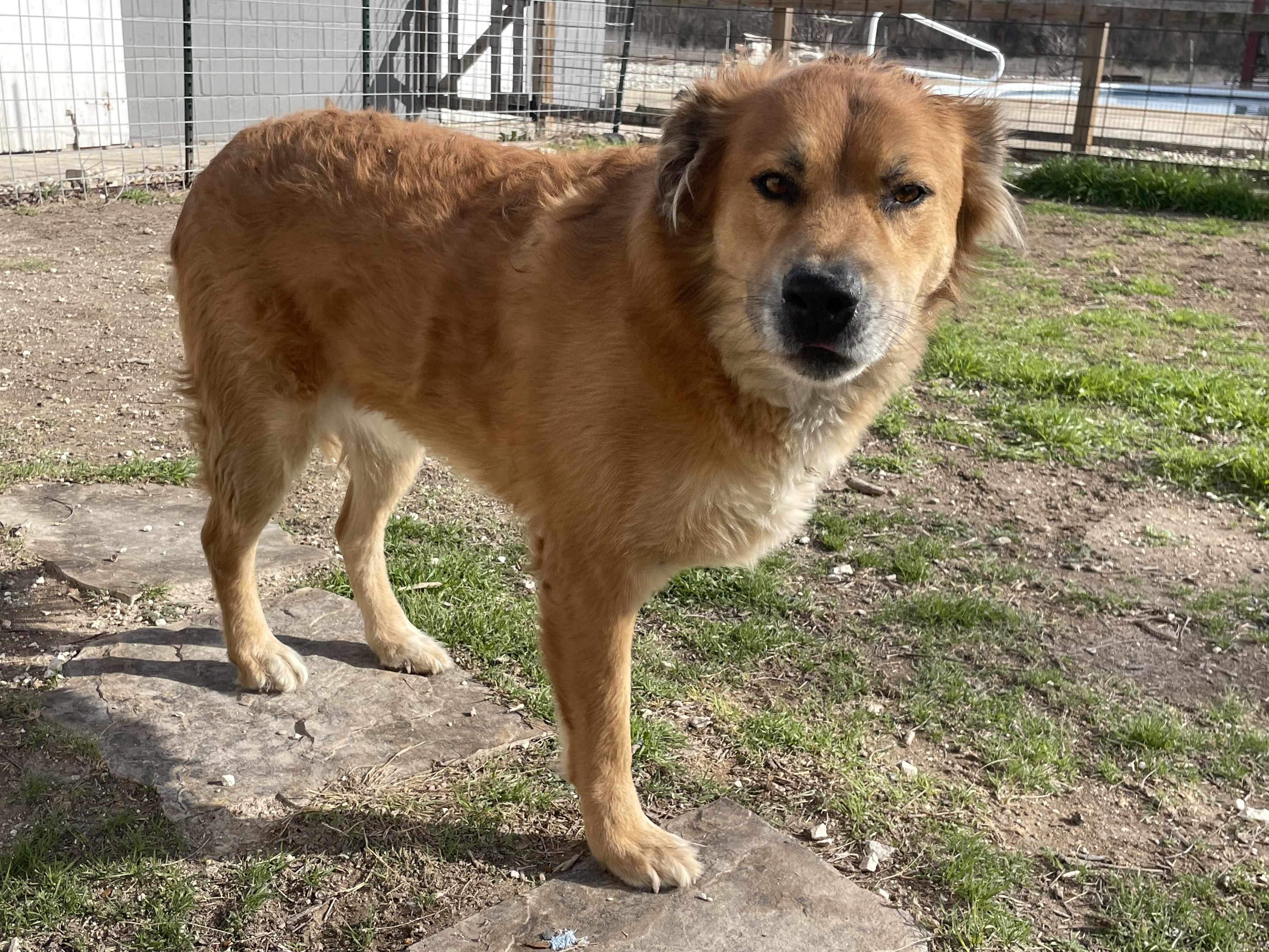 Biskit, a Adoptable mixed breed in Austin, TX image 4/5