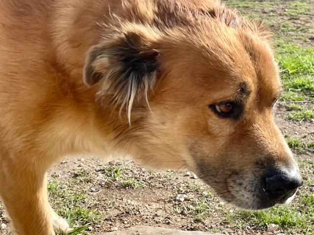 Biskit, a Adoptable mixed breed in Austin, TX image 2/5