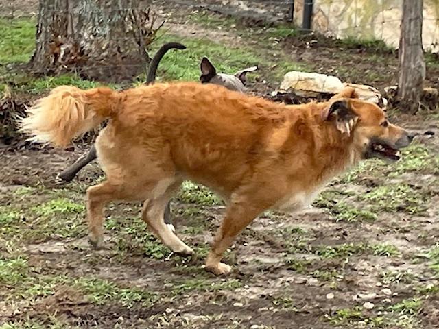 Biskit, a Adoptable mixed breed in Austin, TX image 1/5