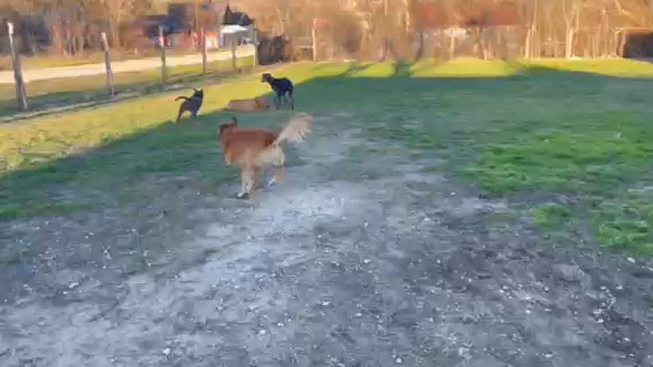 Enlarge Biskit, a Adoptable mixed breed in Austin, TX video 3/5