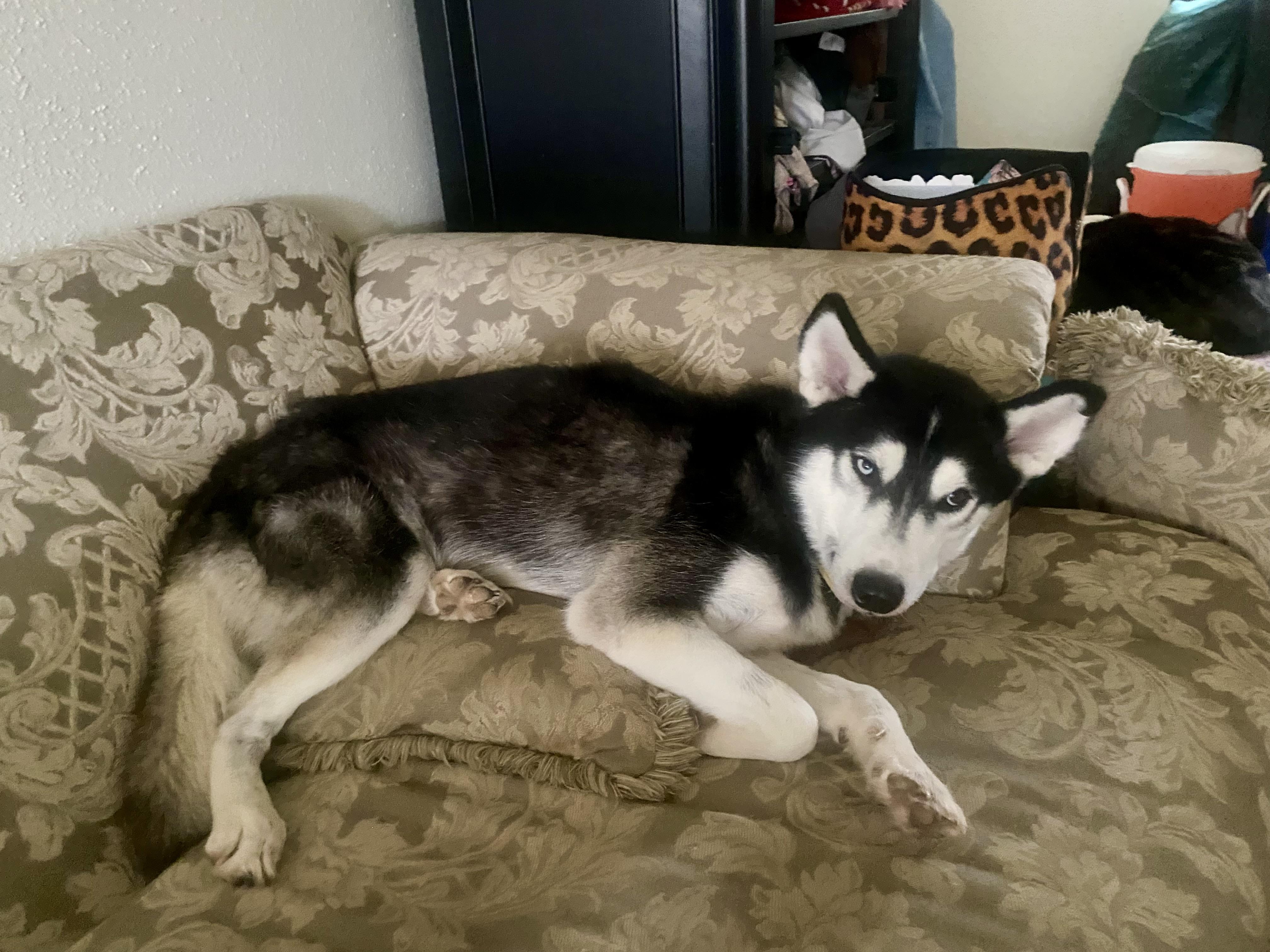 Hercules — thumbnail 5