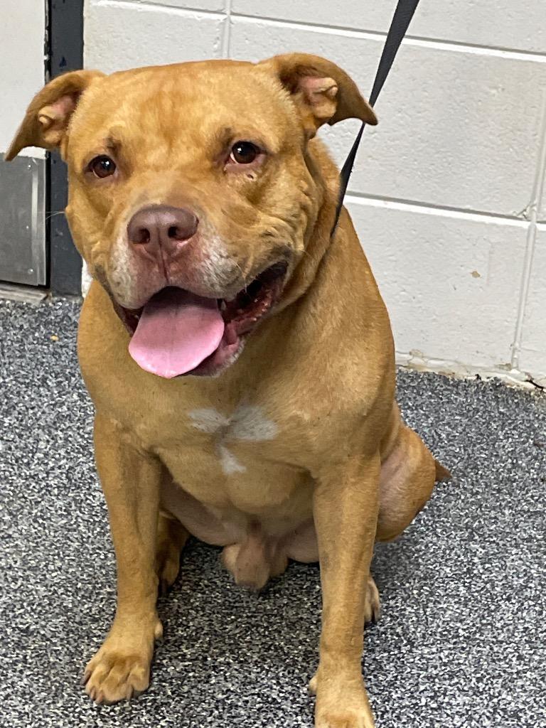 D1780-25 Mickey, Adoptable, Young Male American Bulldog.