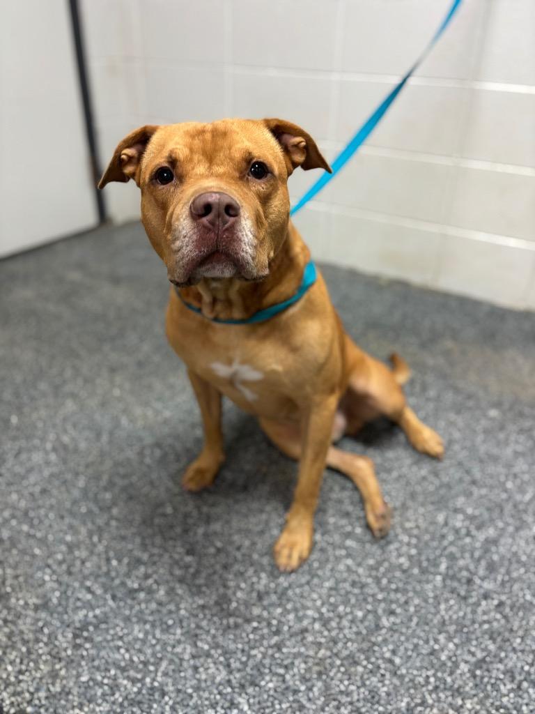 D1780-25 Mickey, a Adoptable American Bulldog in Tifton, GA image 3/3