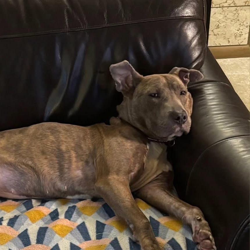 Enlarge Pizza $250, a Adoptable mixed breed in Milwaukee, WI image 1/6