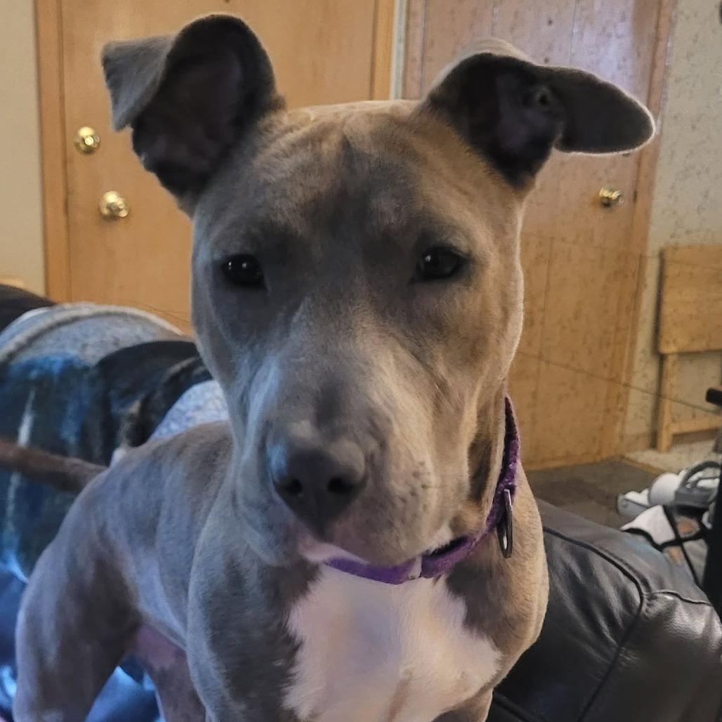 Enlarge Pizza $250, a Adoptable mixed breed in Milwaukee, WI image 2/6