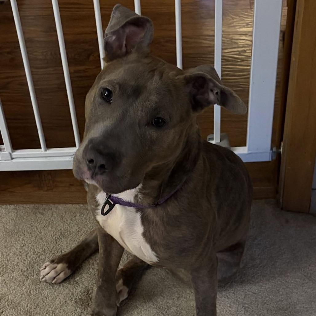 Enlarge Pizza $250, a Adoptable mixed breed in Milwaukee, WI image 3/6