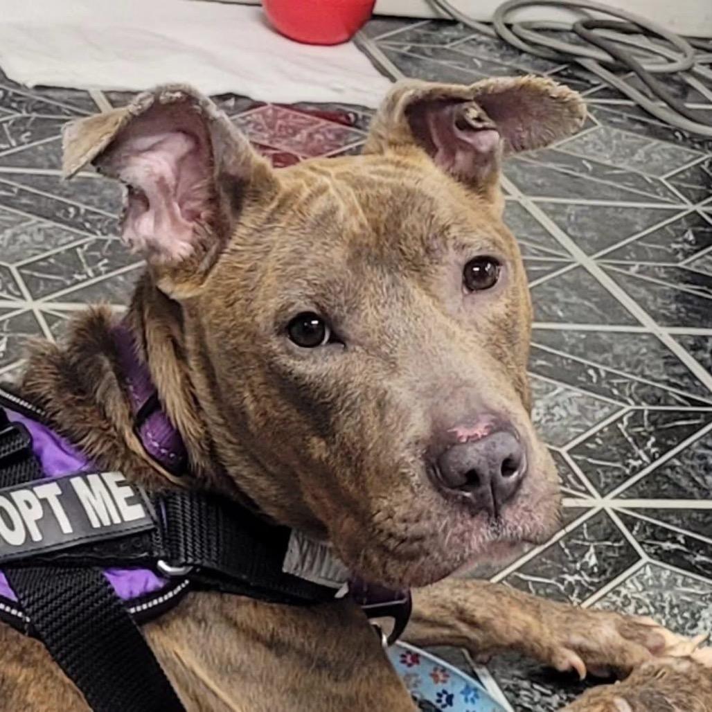 Enlarge Pizza $250, a Adoptable mixed breed in Milwaukee, WI image 4/6