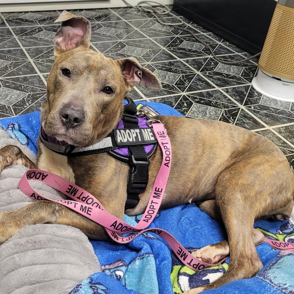 Enlarge Pizza $250, a Adoptable mixed breed in Milwaukee, WI image 5/6