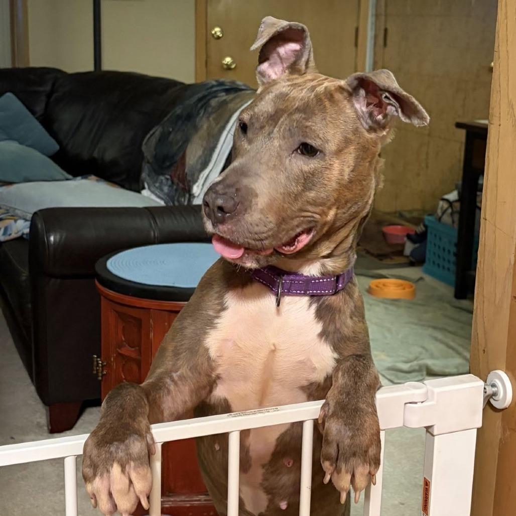 Enlarge Pizza $250, a Adoptable mixed breed in Milwaukee, WI image 6/6