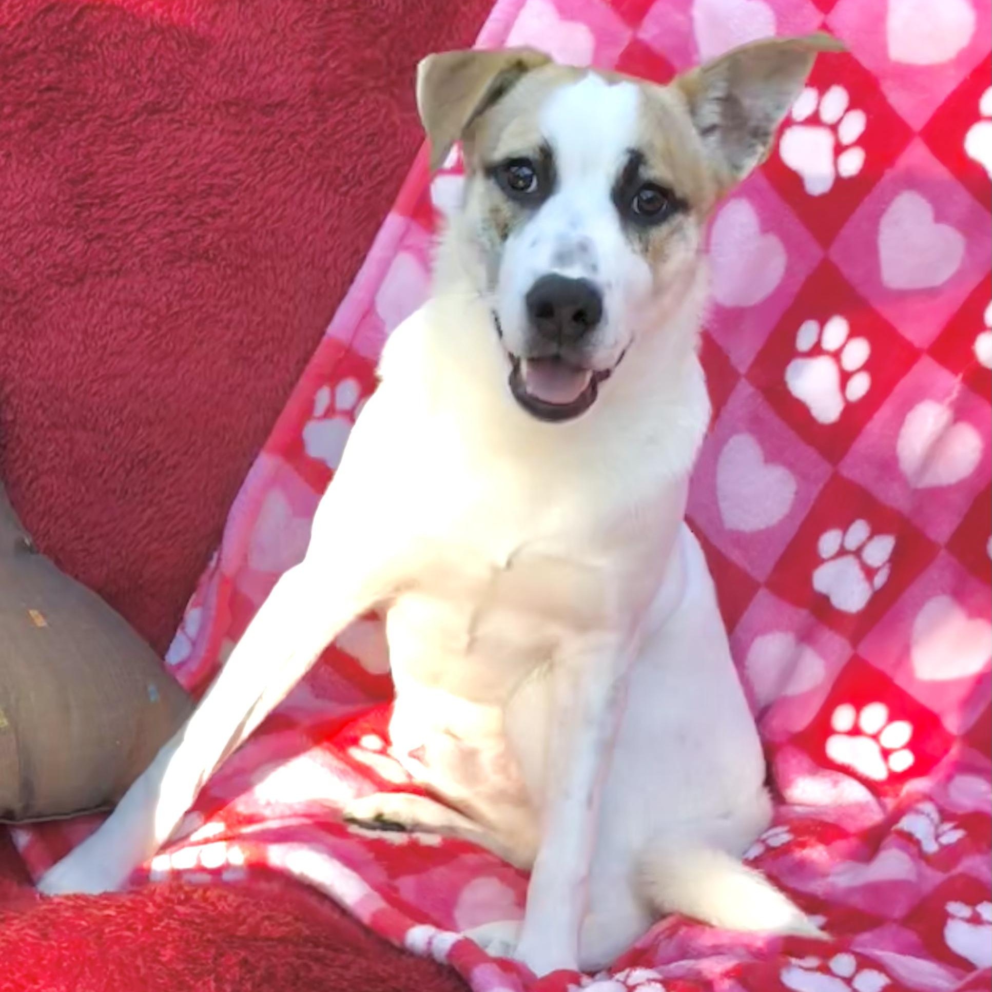 Enlarge Sammy, a Adoptable mixed breed in Coopersburg, PA image 5/6