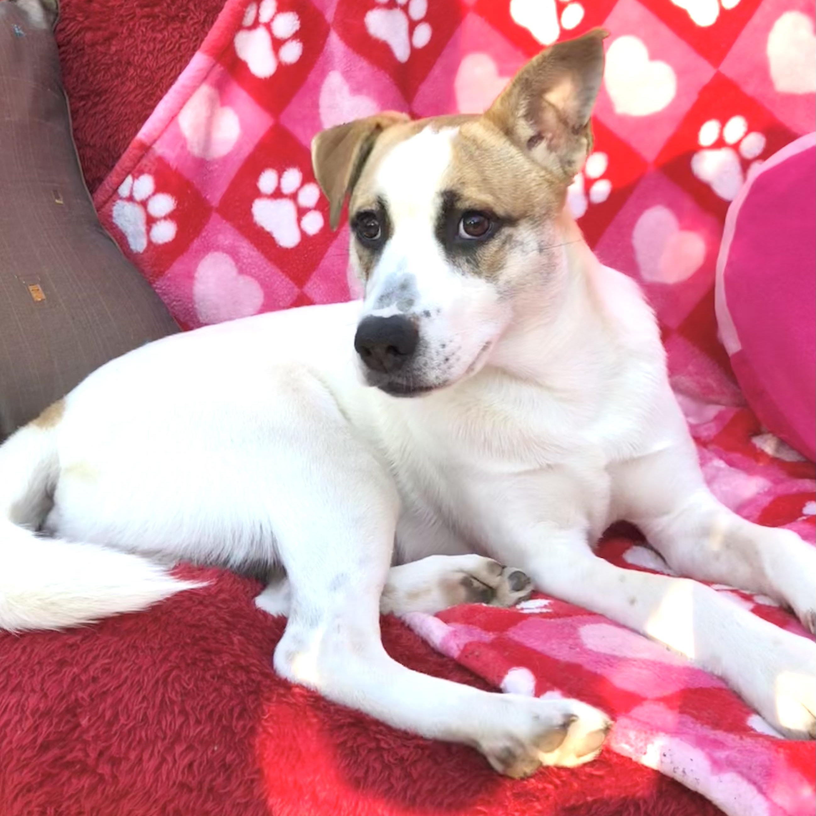 Enlarge Sammy, a Adoptable mixed breed in Coopersburg, PA image 2/6