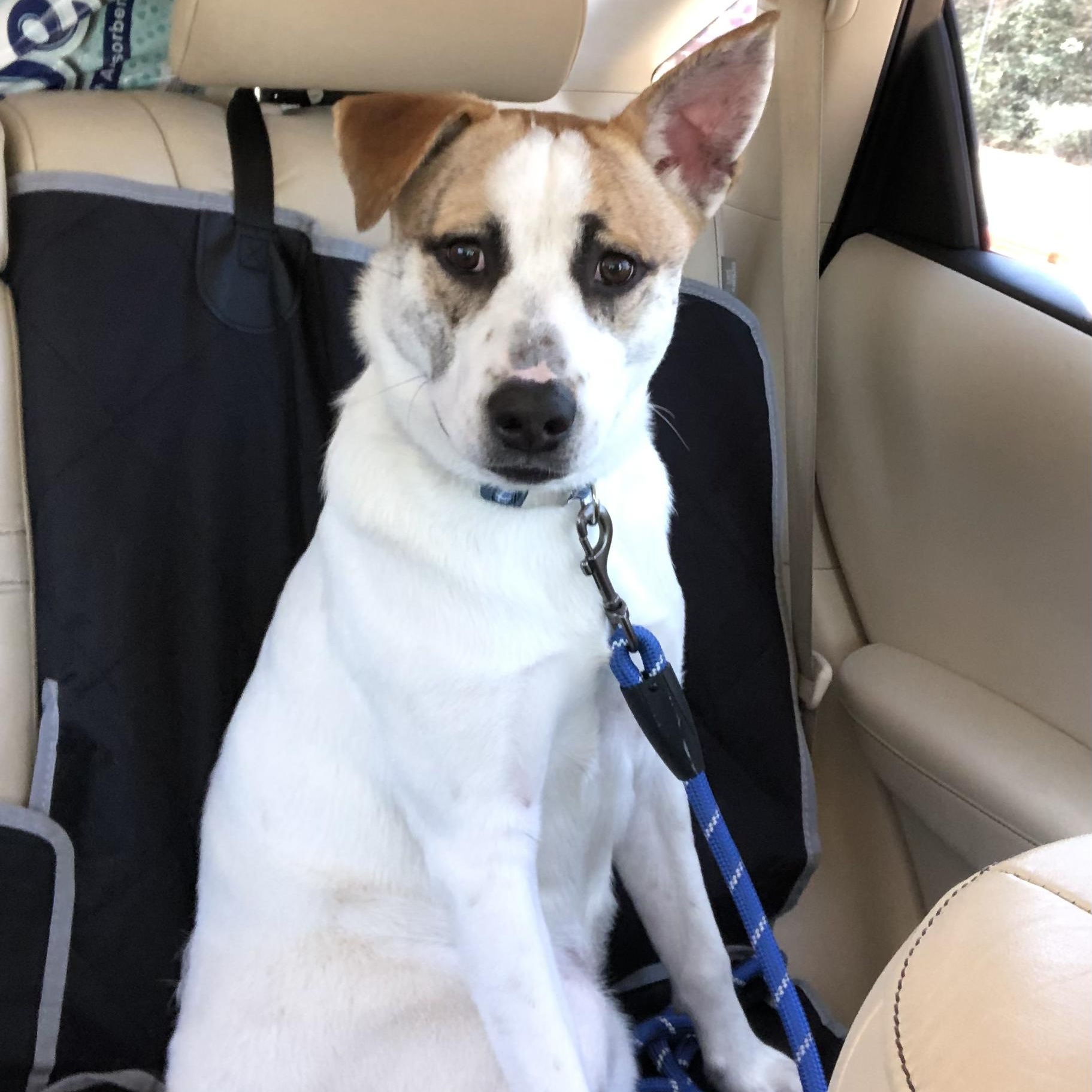 Enlarge Sammy, a Adoptable mixed breed in Coopersburg, PA image 6/6