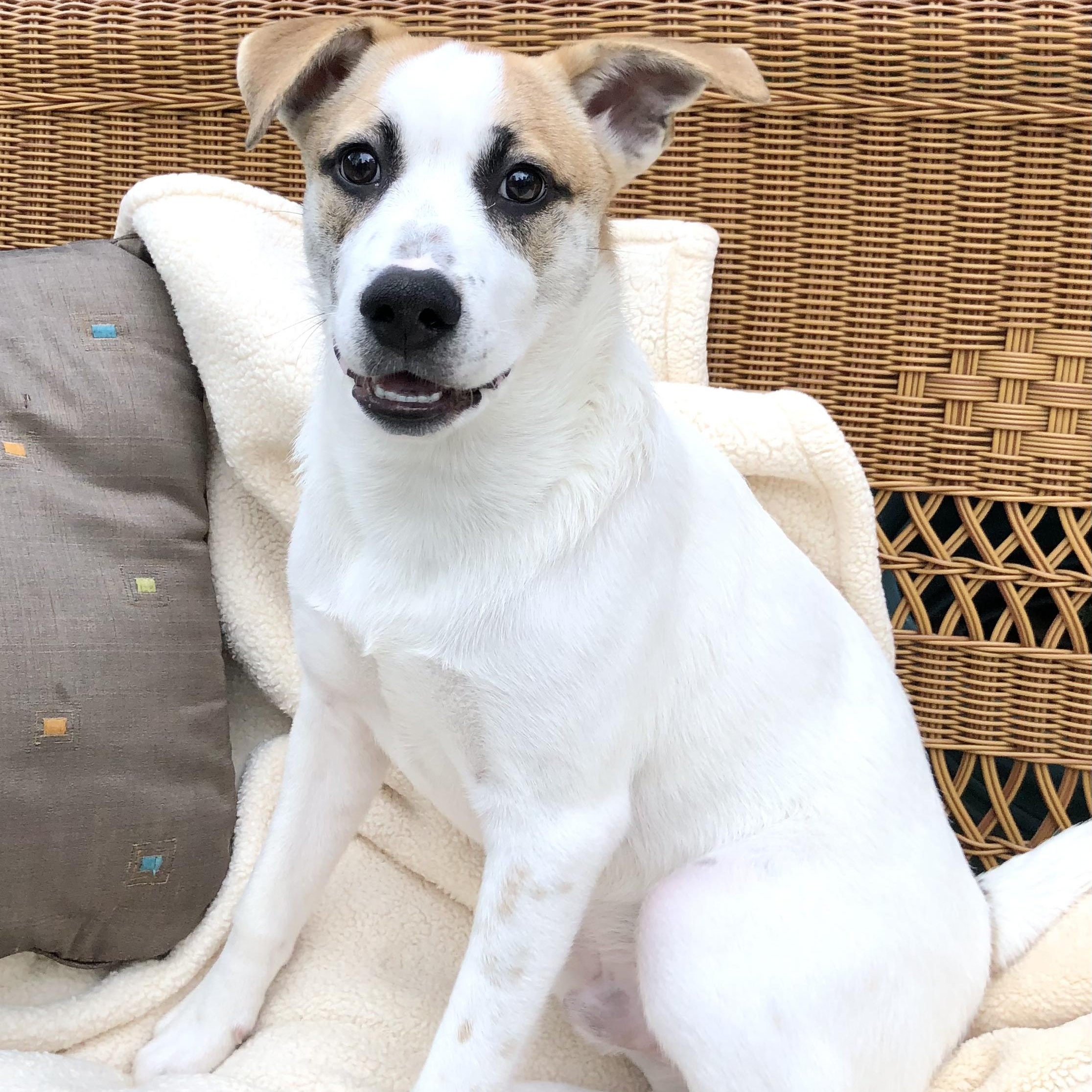 Sammy, Adoptable, Young Male Husky & Labrador Retriever.