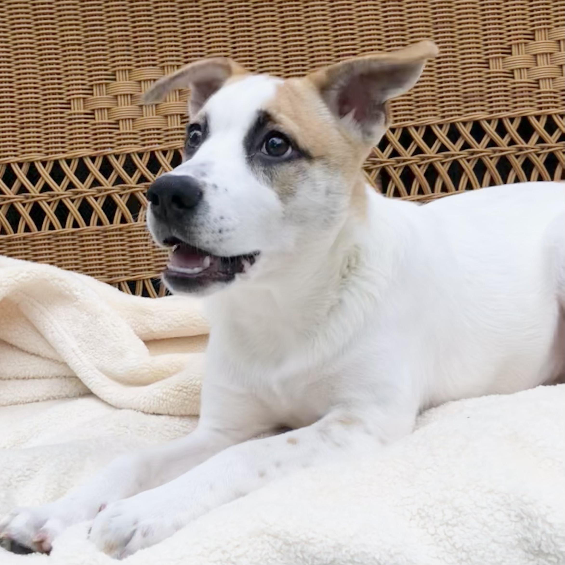 Enlarge Sammy, a Adoptable mixed breed in Coopersburg, PA image 3/6