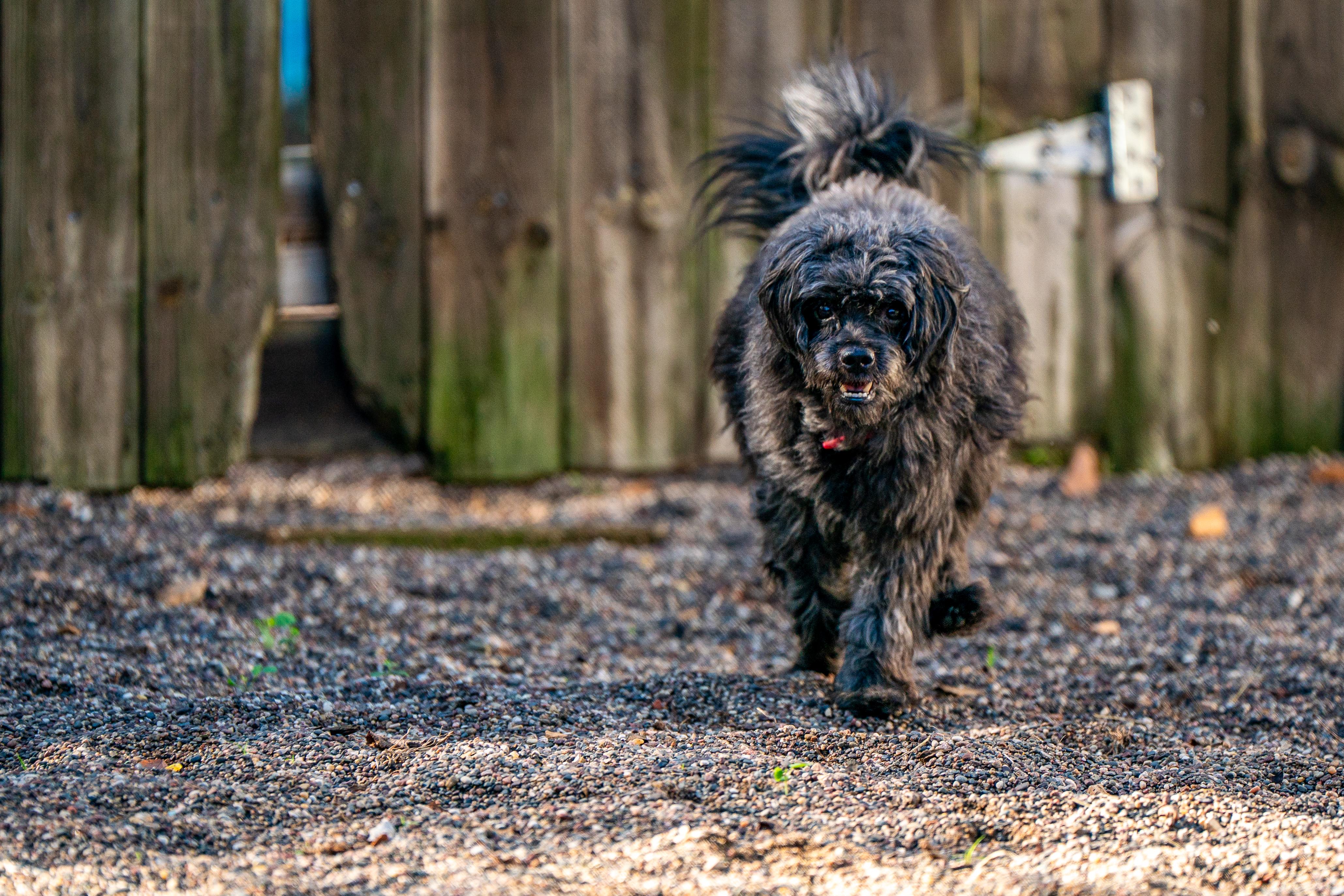Enlarge Jonah, a Adopted mixed breed in Red Wing, MN image 2/3