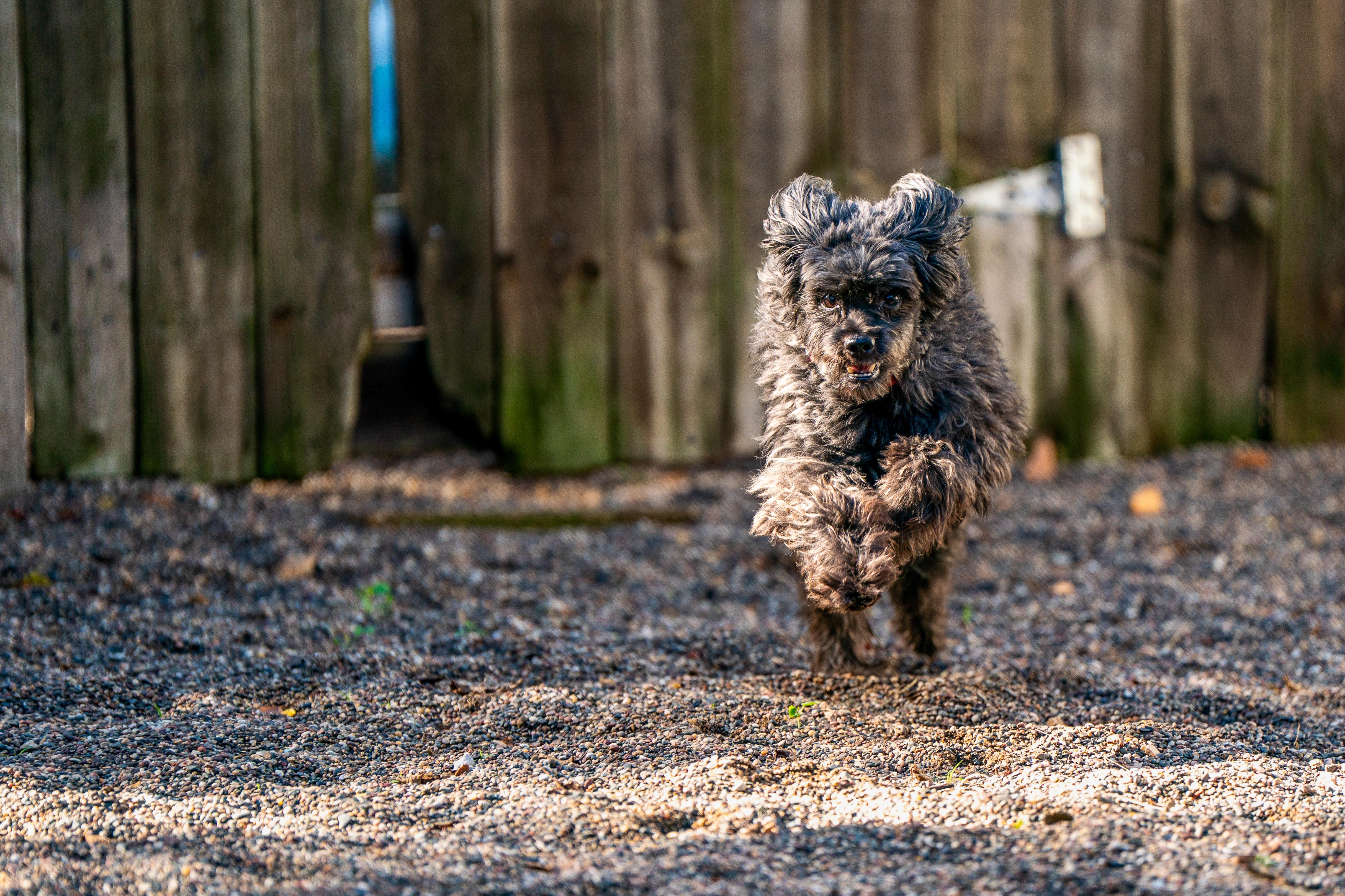 Enlarge Jonah, a Adopted mixed breed in Red Wing, MN image 3/3