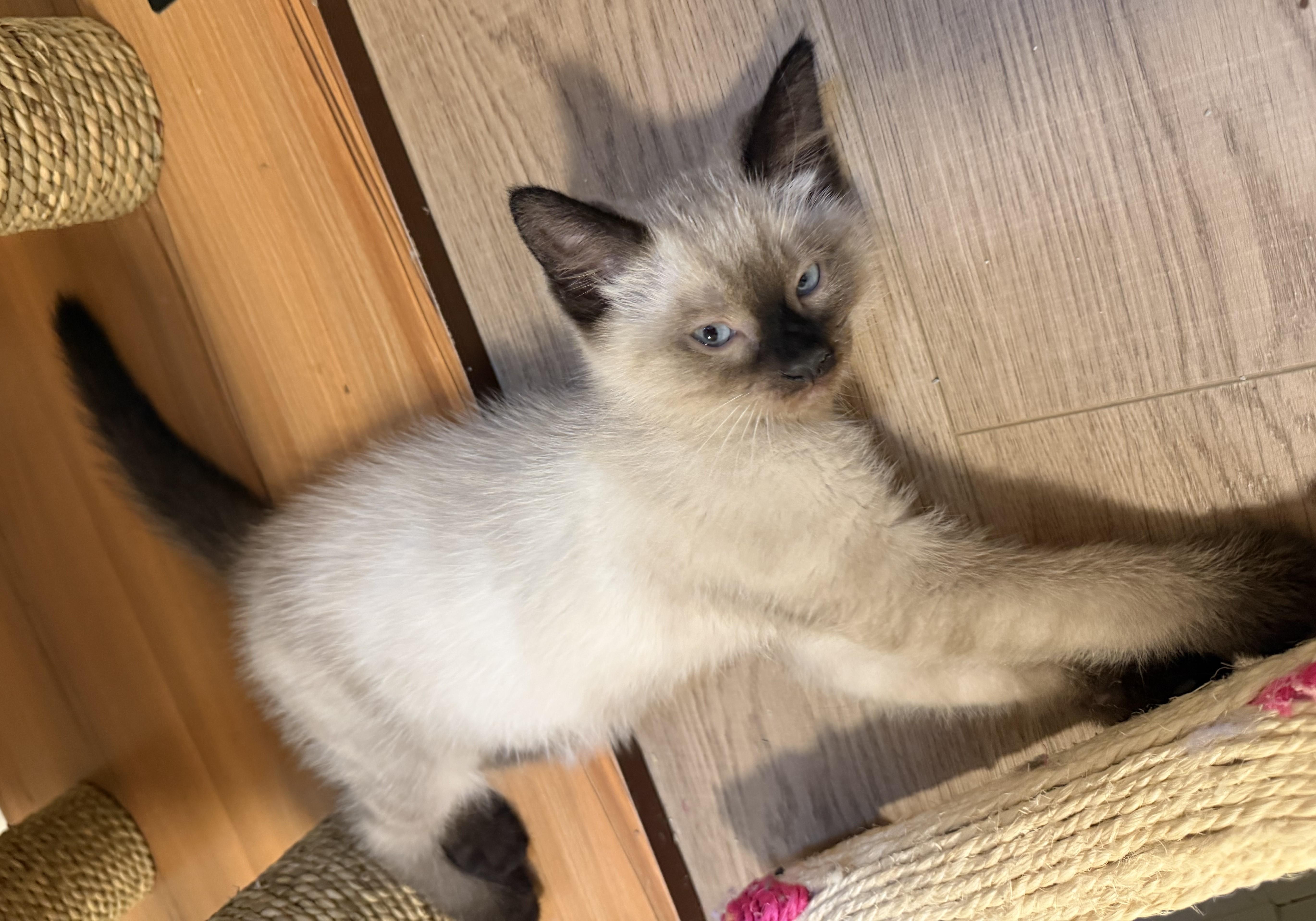 Squirtle, an adopted mixed breed in Saanichton, BC image 4/4