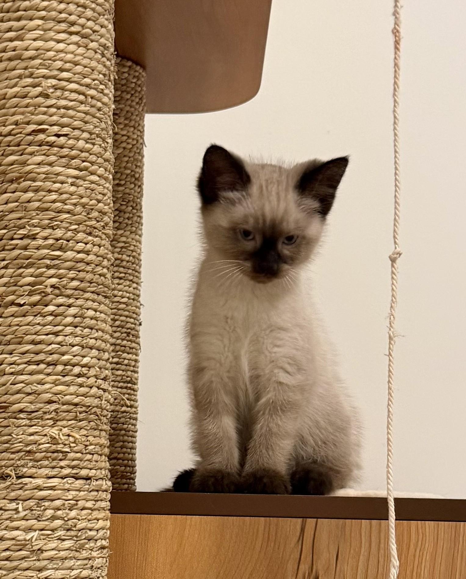 Squirtle, an adopted mixed breed in Saanichton, BC image 2/4