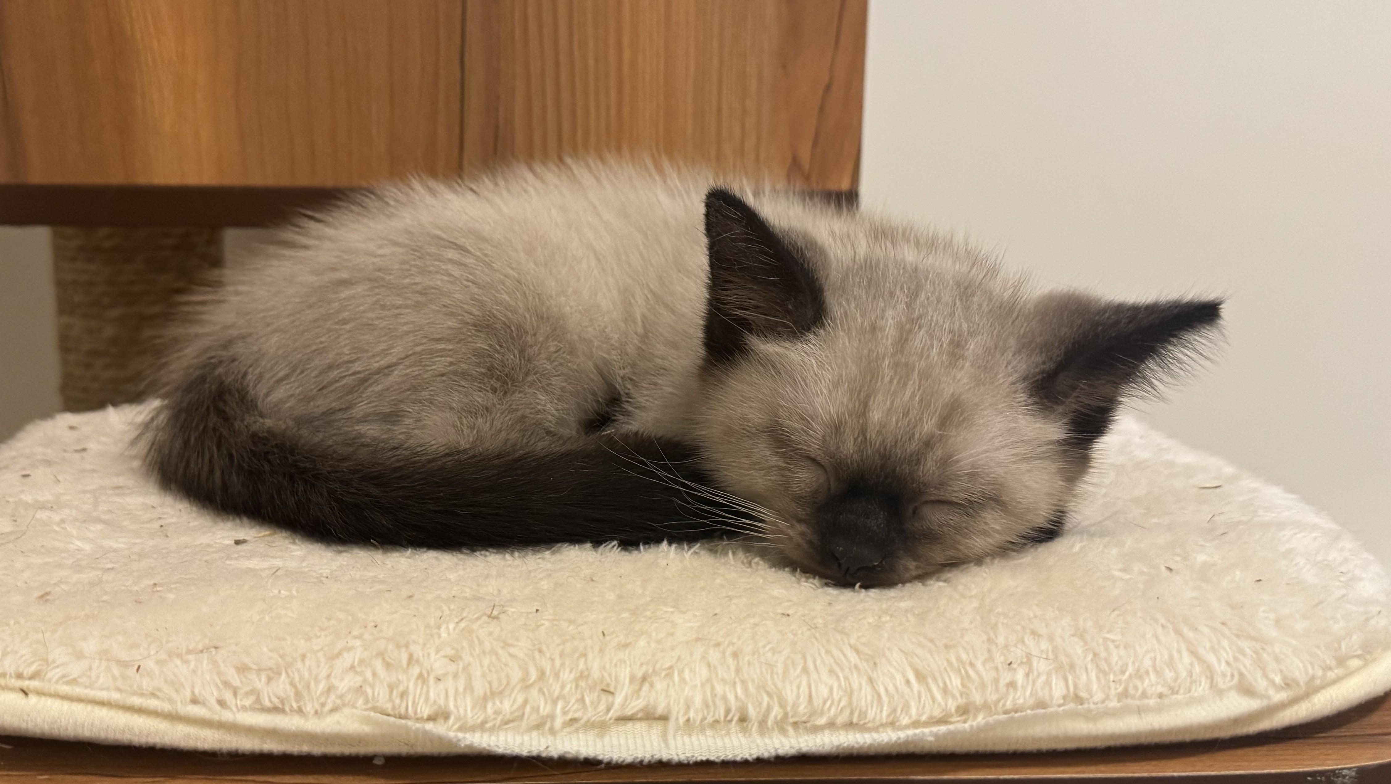 Squirtle, an adopted mixed breed in Saanichton, BC image 3/4