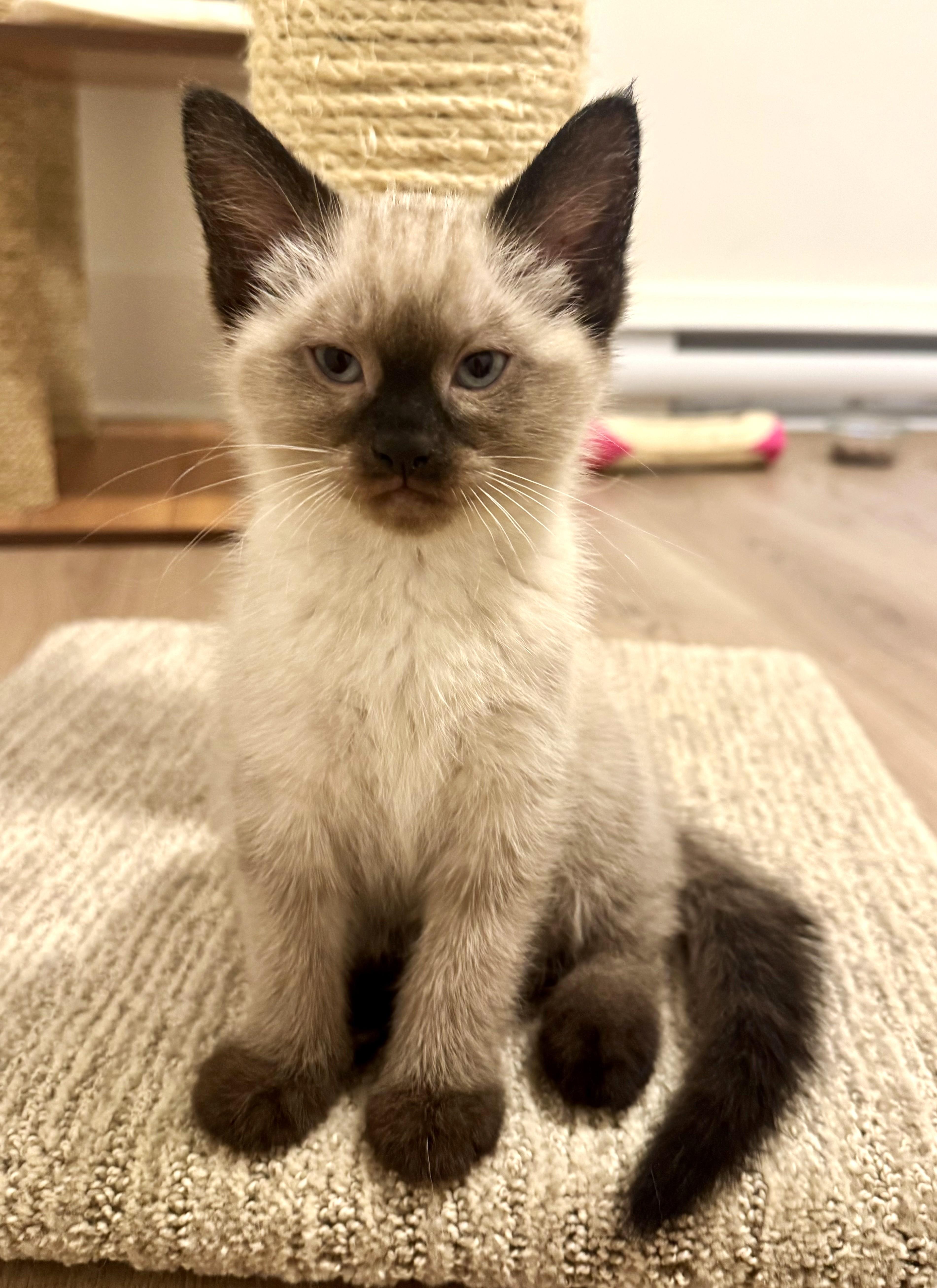 Squirtle, adopted, Kitten Male Siamese & Domestic Short Hair.