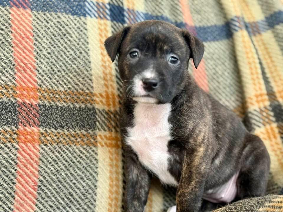 Robin - Spring Litter , Adoptable, Puppy Female Mixed Breed.