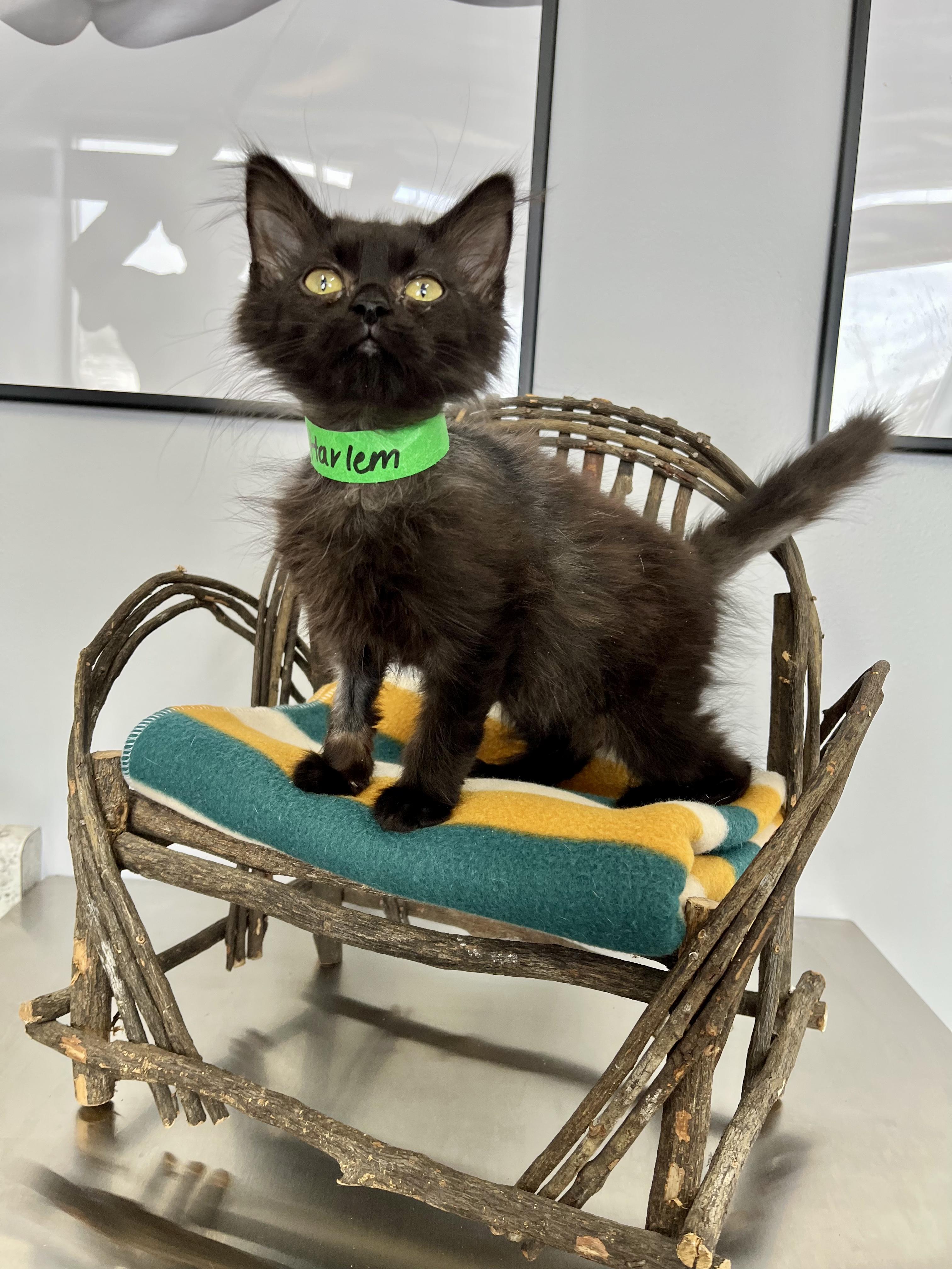 Enlarge Harlem, a ADOPTABLE Domestic Long Hair in Blaine, MN image 1/1