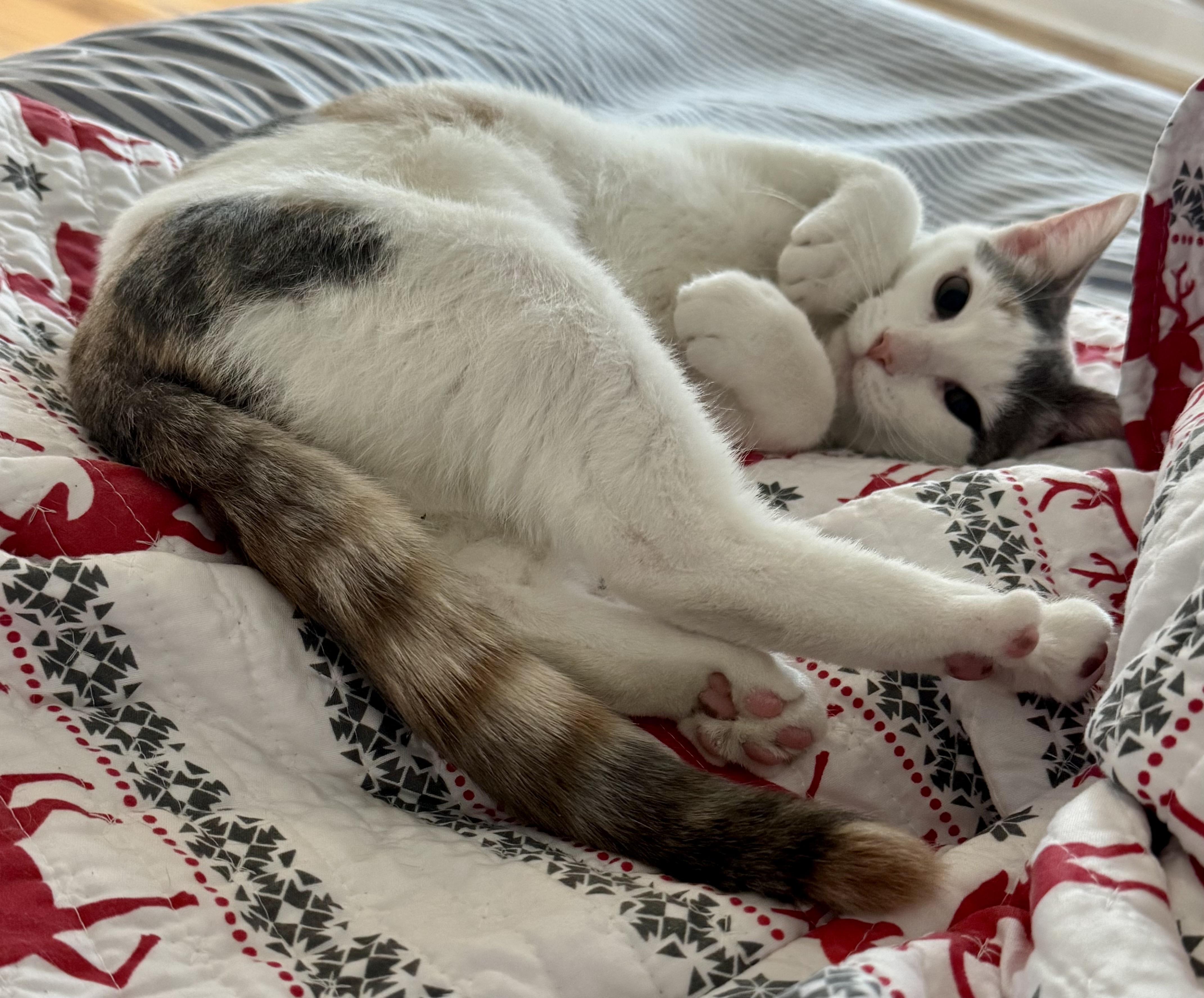 Lucy, ADOPTABLE, Kitten Female Calico.