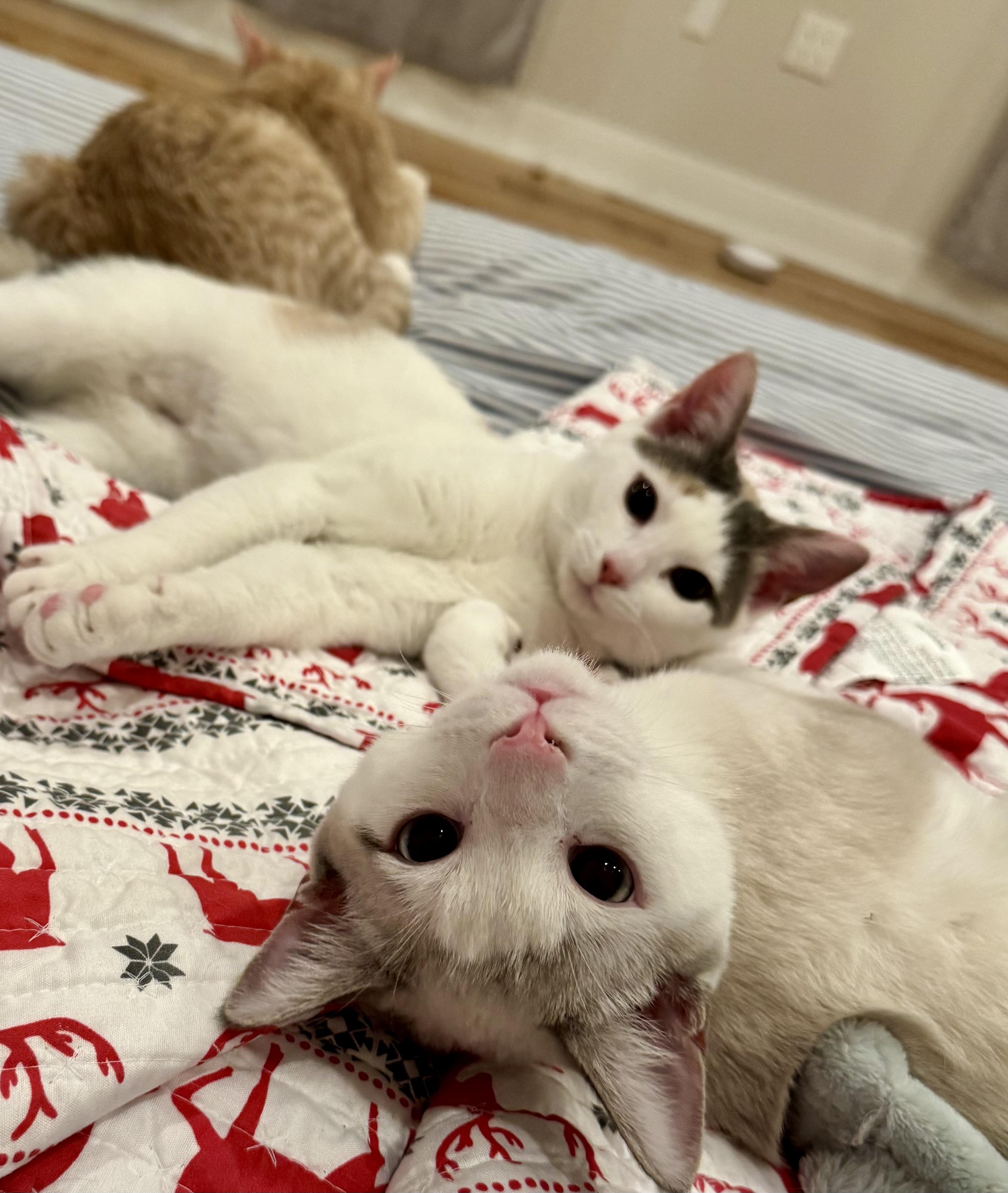 Enlarge Lucy, a ADOPTABLE Calico in Woodbridge, VA image 2/3