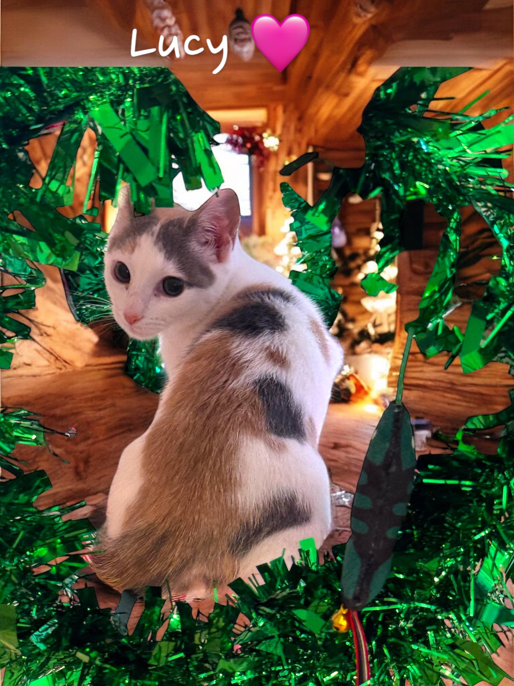 Enlarge Lucy, a ADOPTABLE Calico in Woodbridge, VA image 3/3