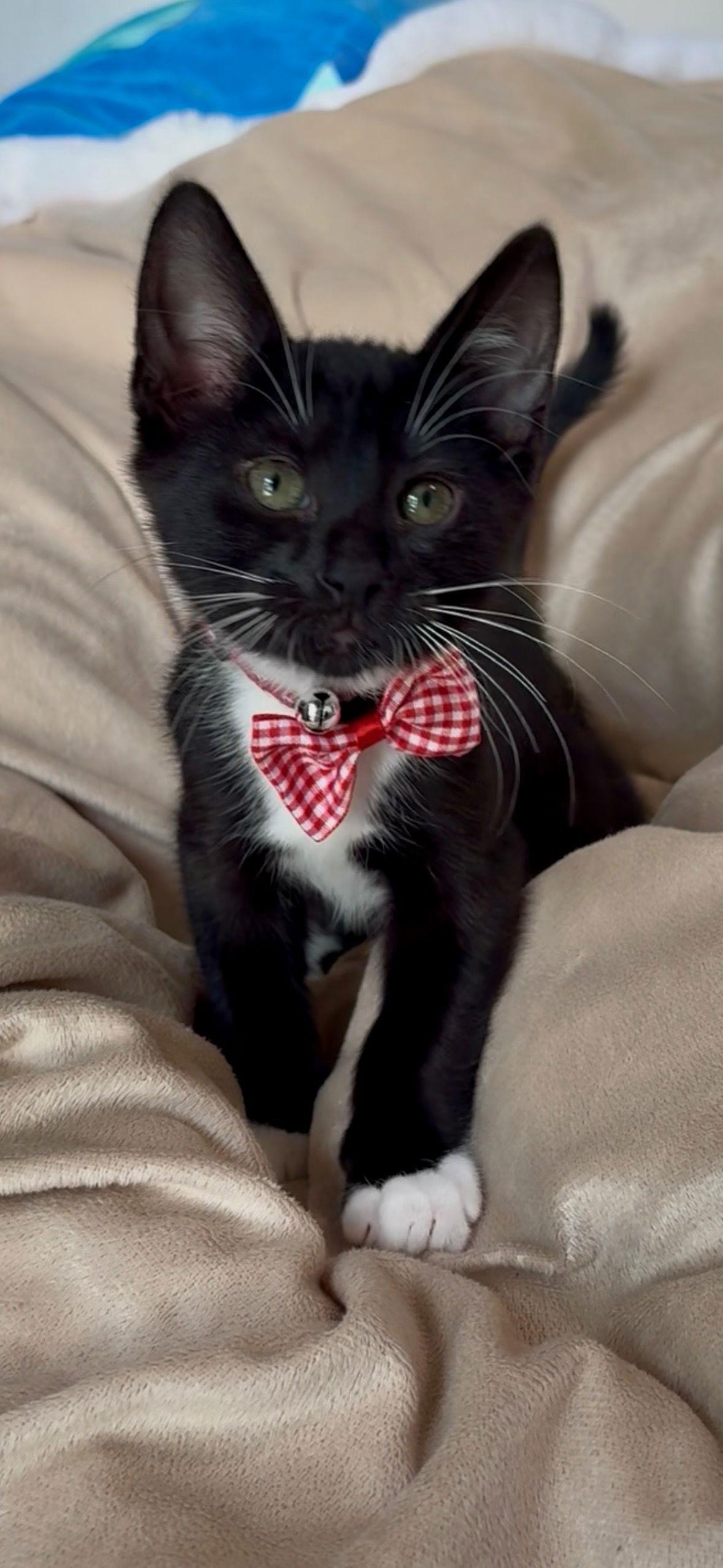 Clyde (& Bonnie), Adopted, Kitten Male Domestic Short Hair.