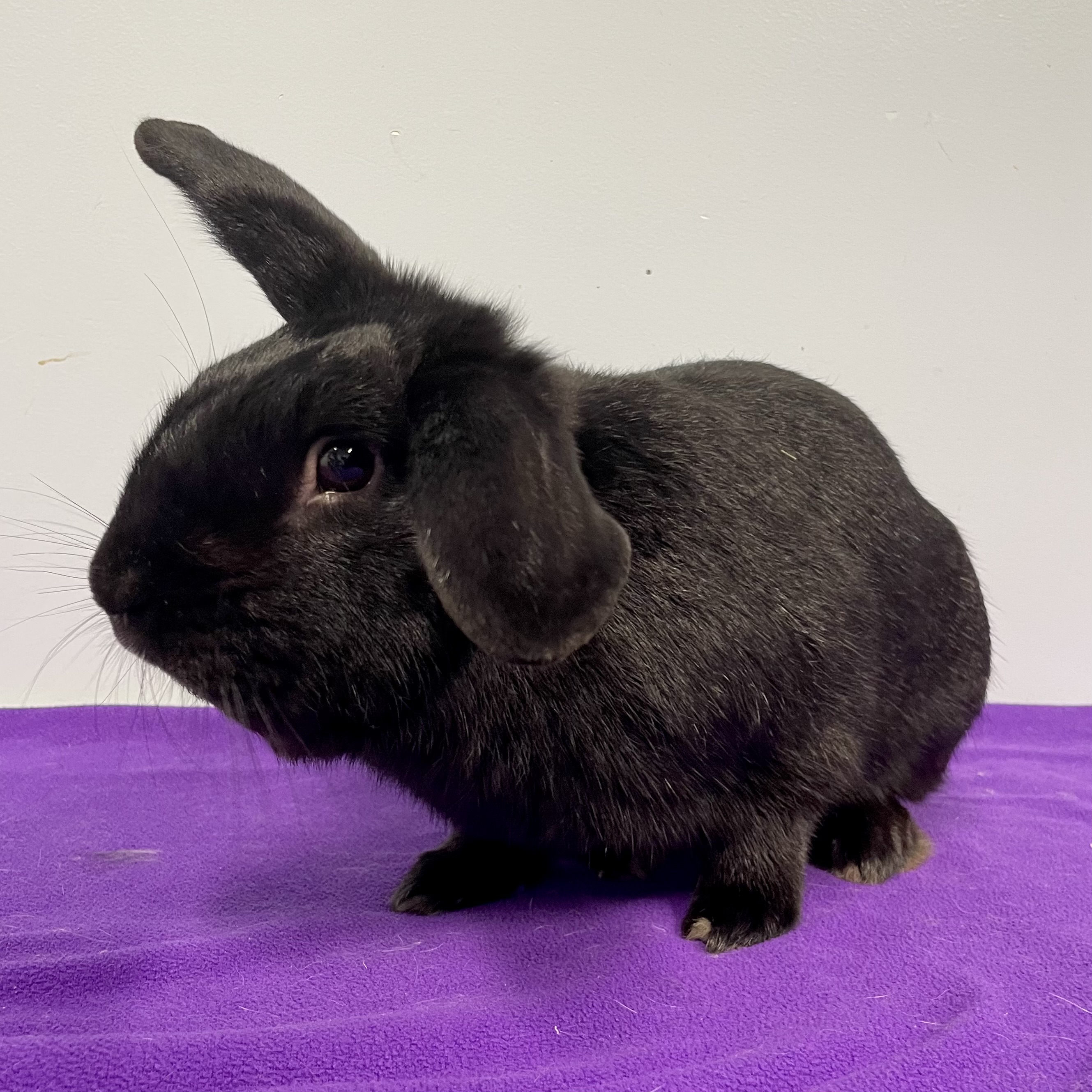 Beau, Adoptable, Adult Male Mini Lop & American.