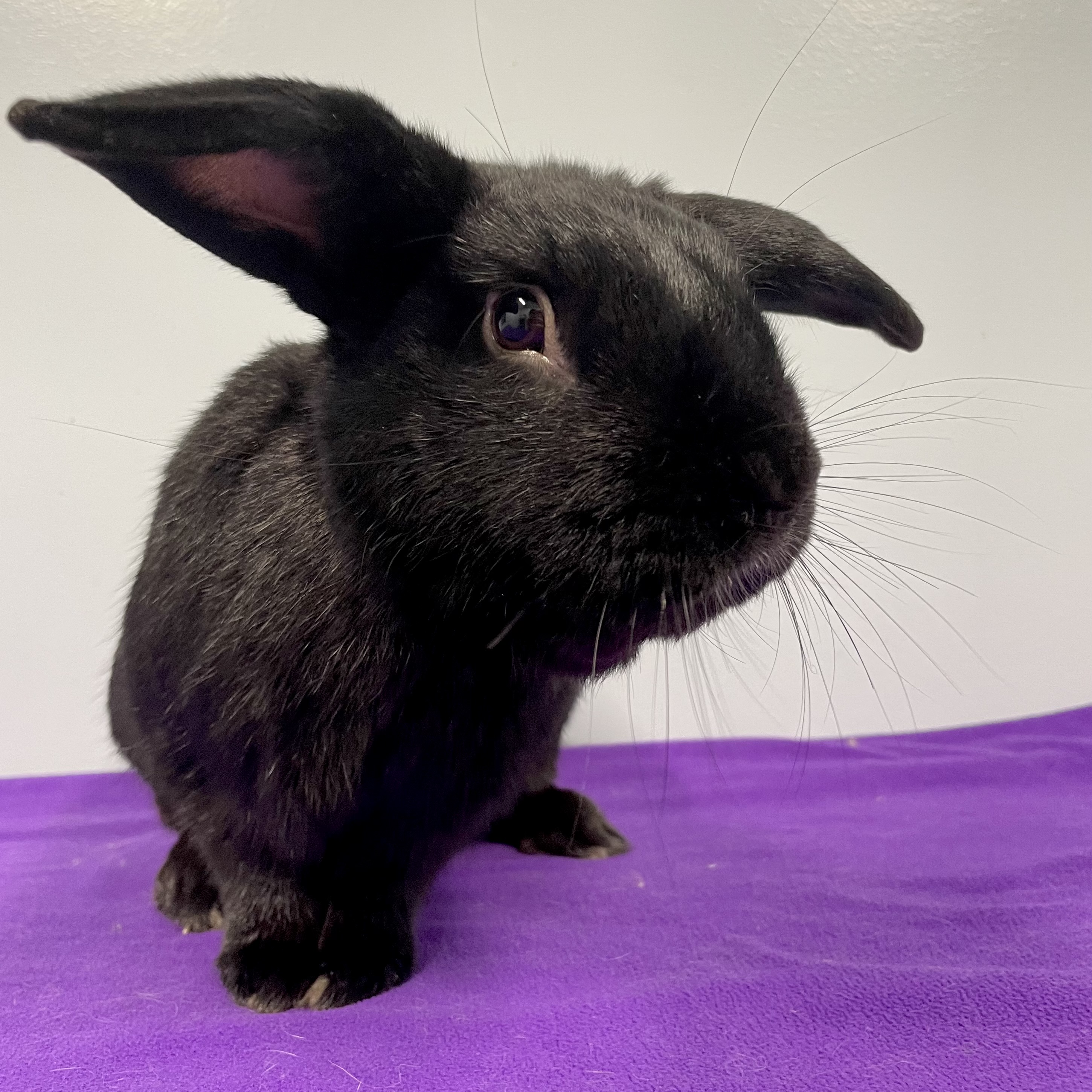 Beau, a Adoptable mixed breed in Edgewood, MD image 3/6