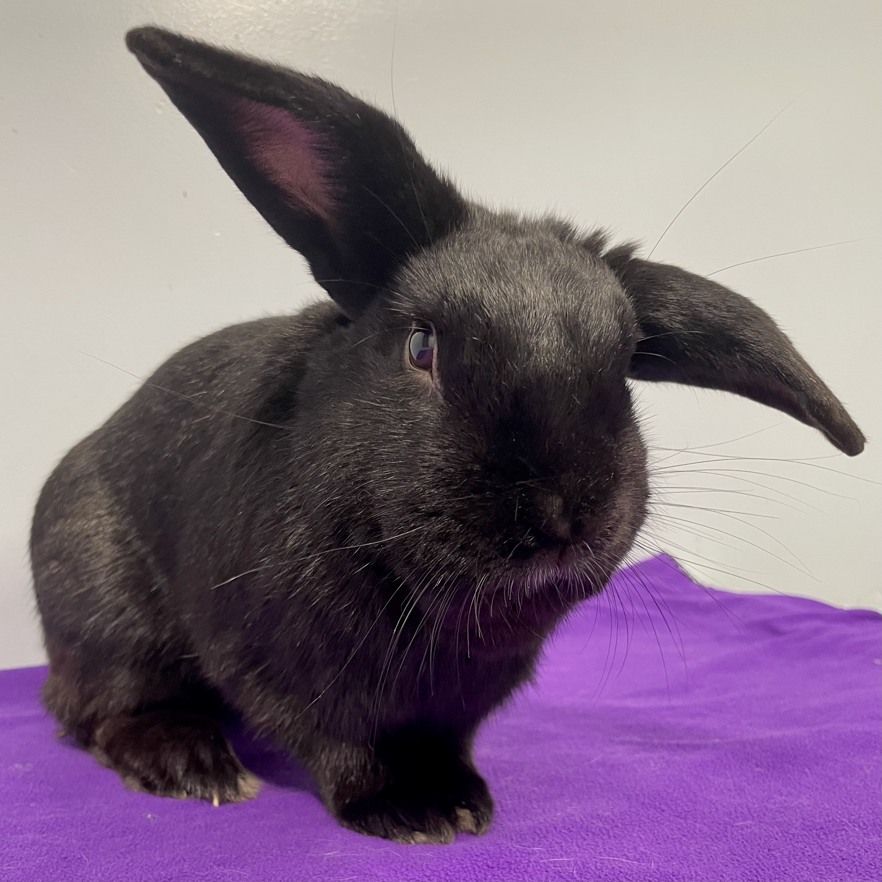 Beau, a Adoptable mixed breed in Edgewood, MD image 4/6