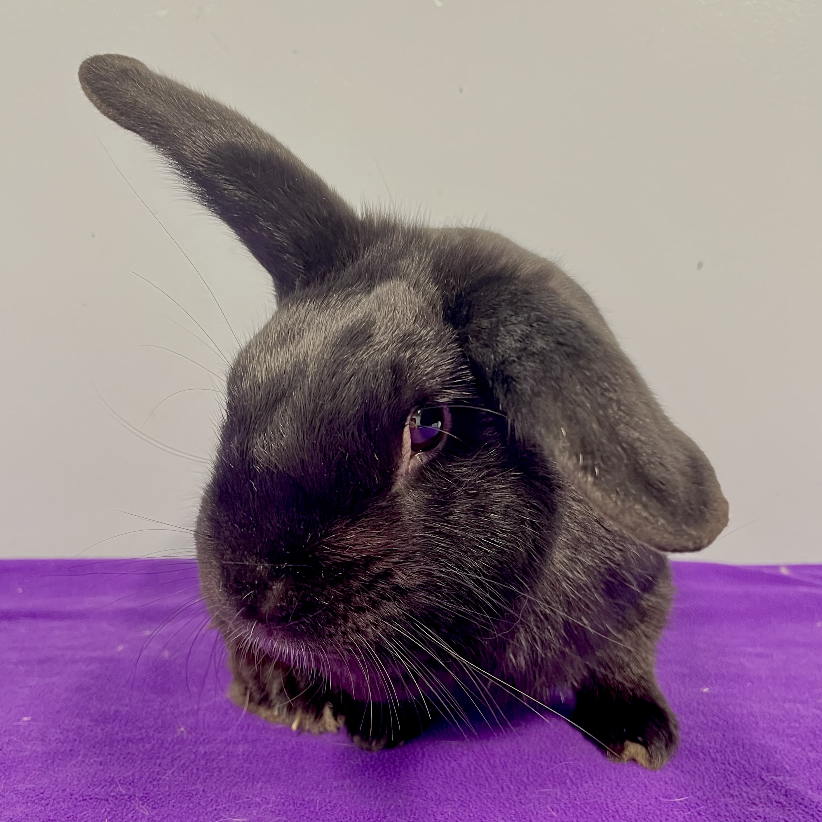 Beau, a Adoptable mixed breed in Edgewood, MD image 5/6