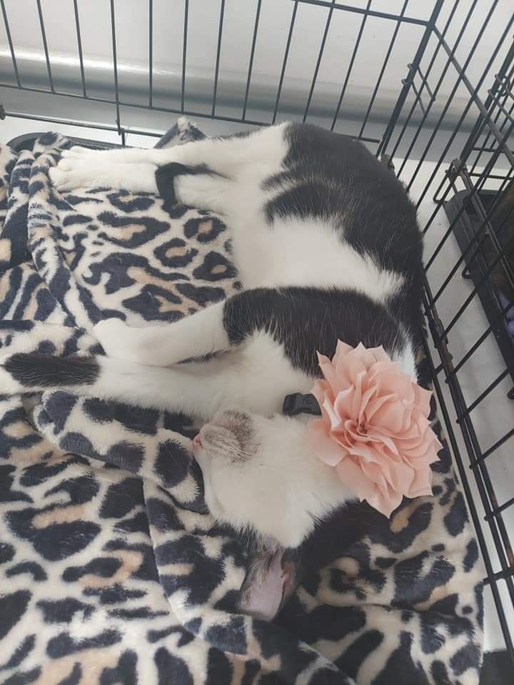 Minnie, a Adoptable Domestic Short Hair in Spring, TX image 1/4