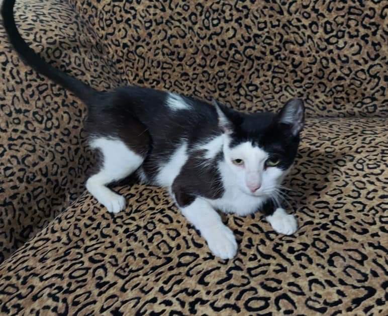 Minnie, a Adoptable Domestic Short Hair in Spring, TX image 2/4