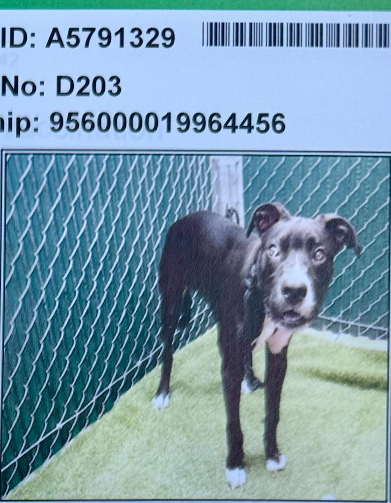Cash Downey, Adopted, Puppy Male Mixed Breed.