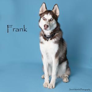 Frank, Adoptable, Young Male Siberian Husky & Mixed Breed.