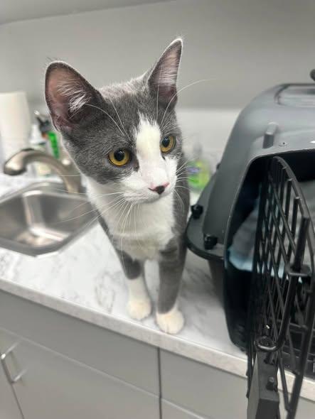 Izzy, a ADOPTABLE Domestic Short Hair in Reading, PA image 1/2
