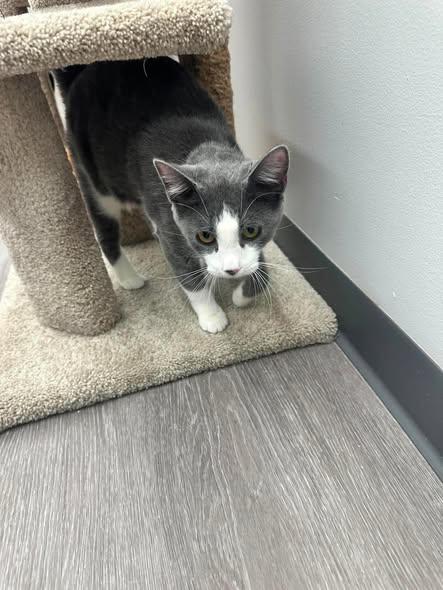 Izzy, a ADOPTABLE Domestic Short Hair in Reading, PA image 2/2