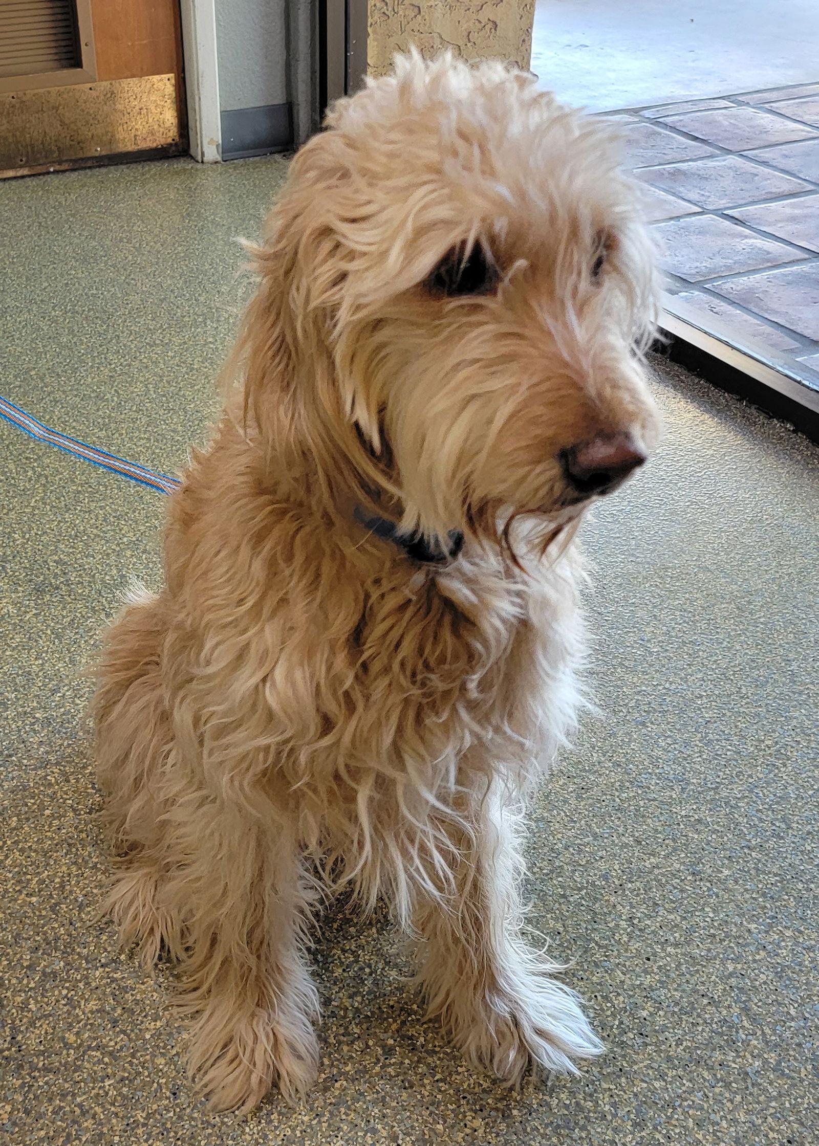 Sunny, Adopted, Young Female Golden Retriever & Standard Poodle.
